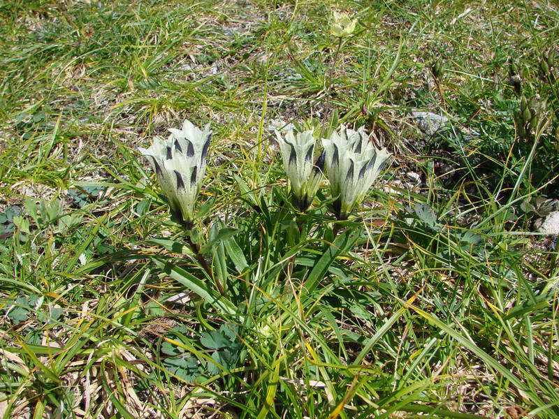 Gentiana algida