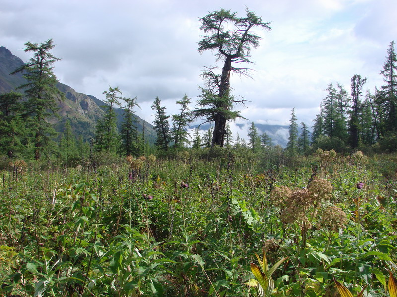 " " Larix sibirica.