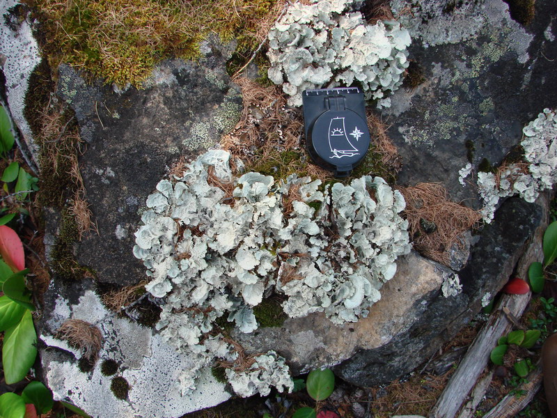 Asahinea chrysantha -  .