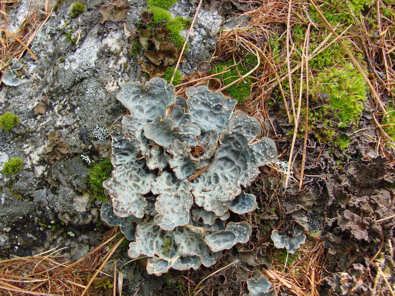 Lobaria scrobiculata    (  ).