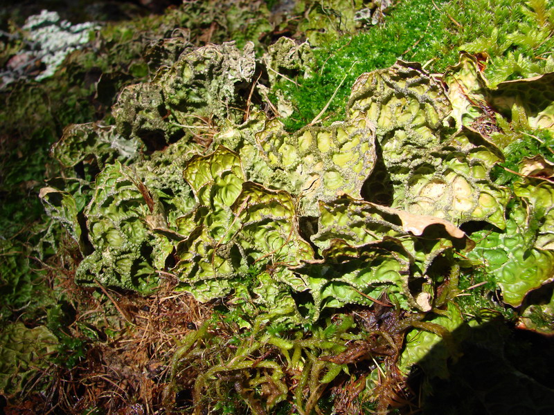 Lobaria pulmonaria    (  ).