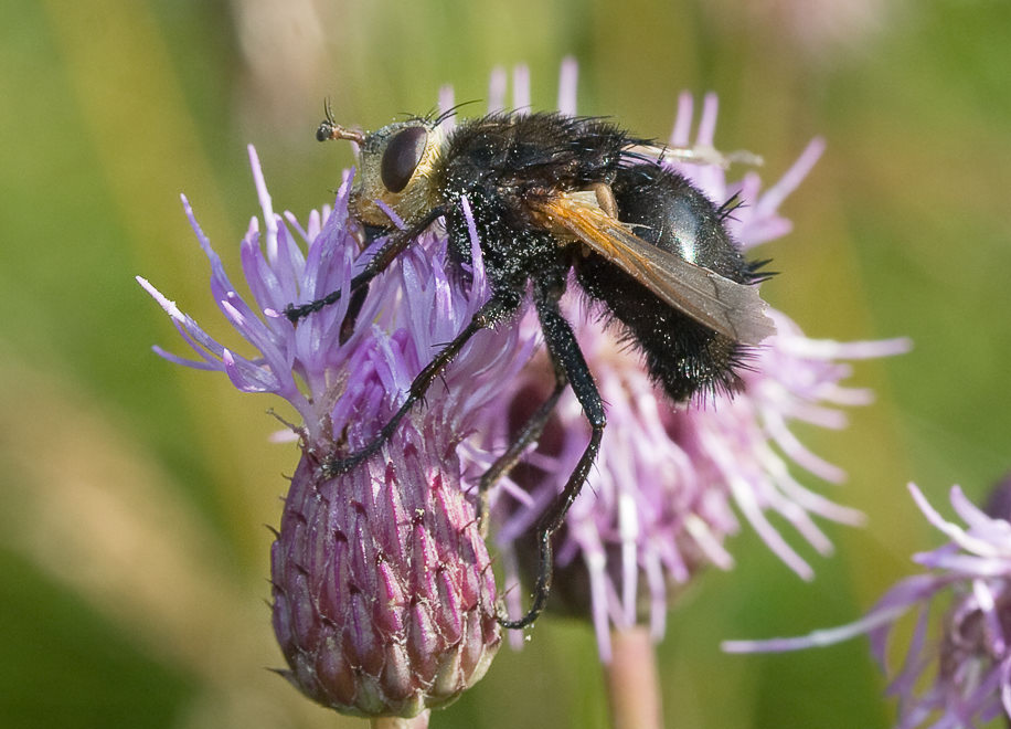   (Tachina grossa)