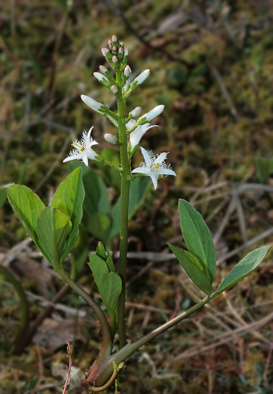   (Menyanthes trifoliata)