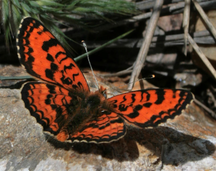   (melitaea didymoides)