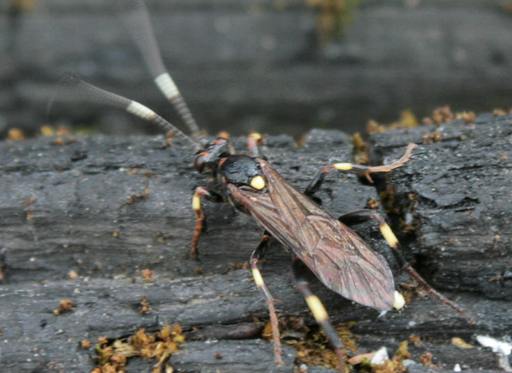   Ichneumoninae