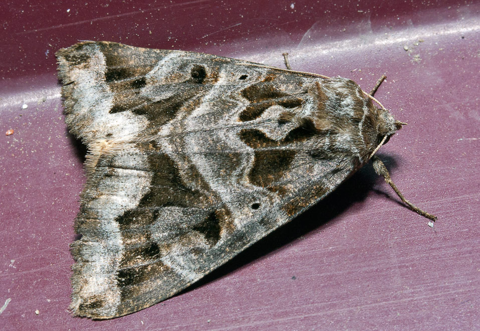   (Chrysorithrum flavomaculata)