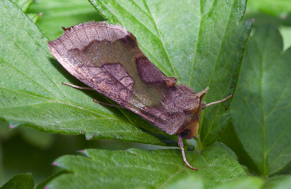   (Diachrysia stenochrysis)