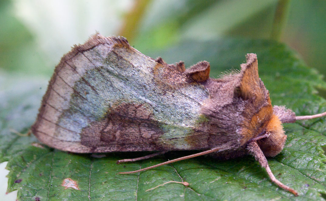   (Diachrysia stenochrysis)
