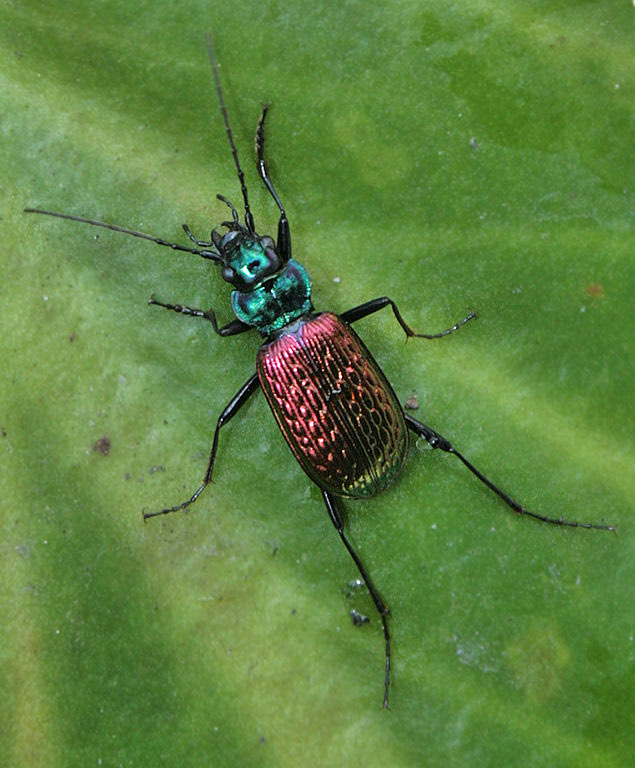   (Nebria catenulata)