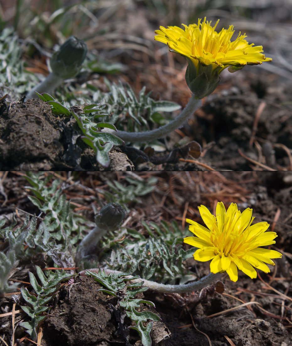   (Taraxacum dissectum)