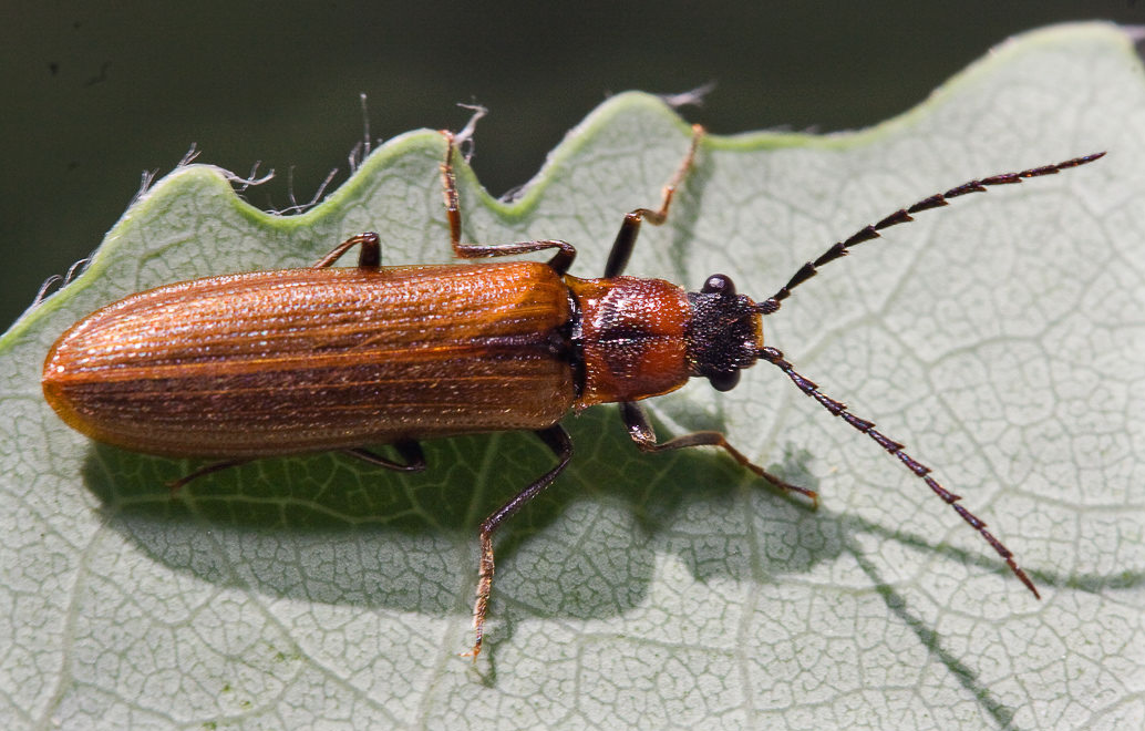   (Denticollis linearis)