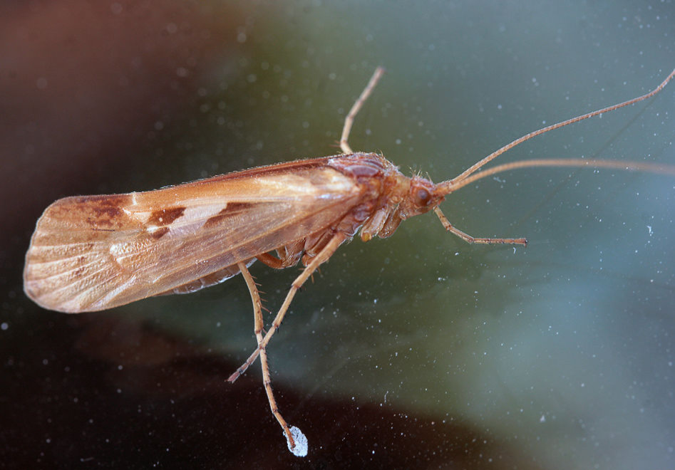  Limnephilus sp.
