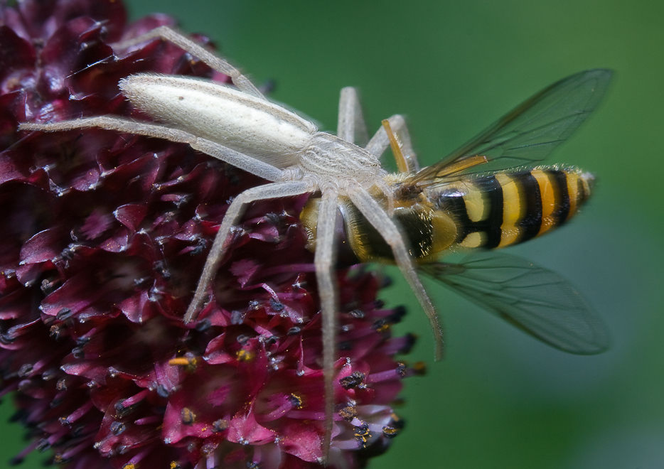   (Syrphus ribesii),    (Tibellus oblongus) 