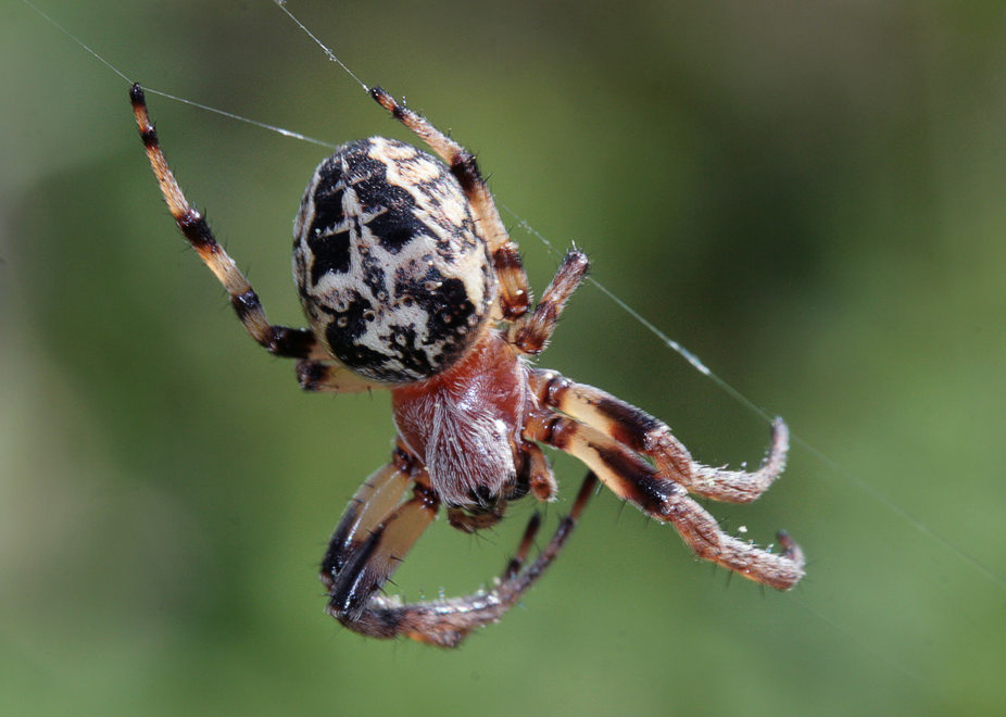   (Larinioides cornutus)