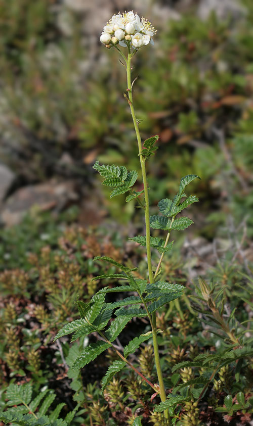   () (Sorbaria grandiflora)