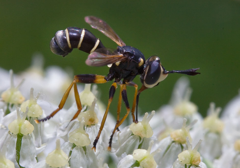   (Conops flavipes)