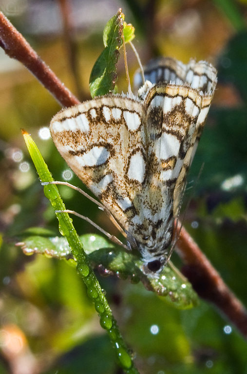   (Nymphula nymphaeata)