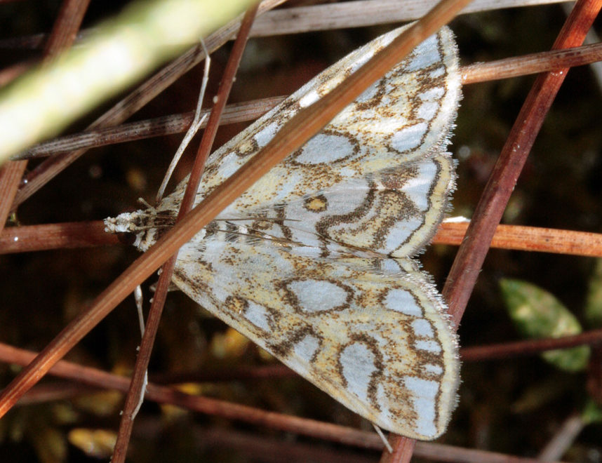   (Nymphula nymphaeata)