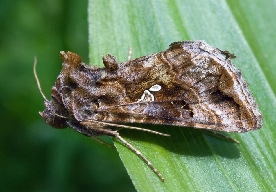   (Autographa buraetica)
