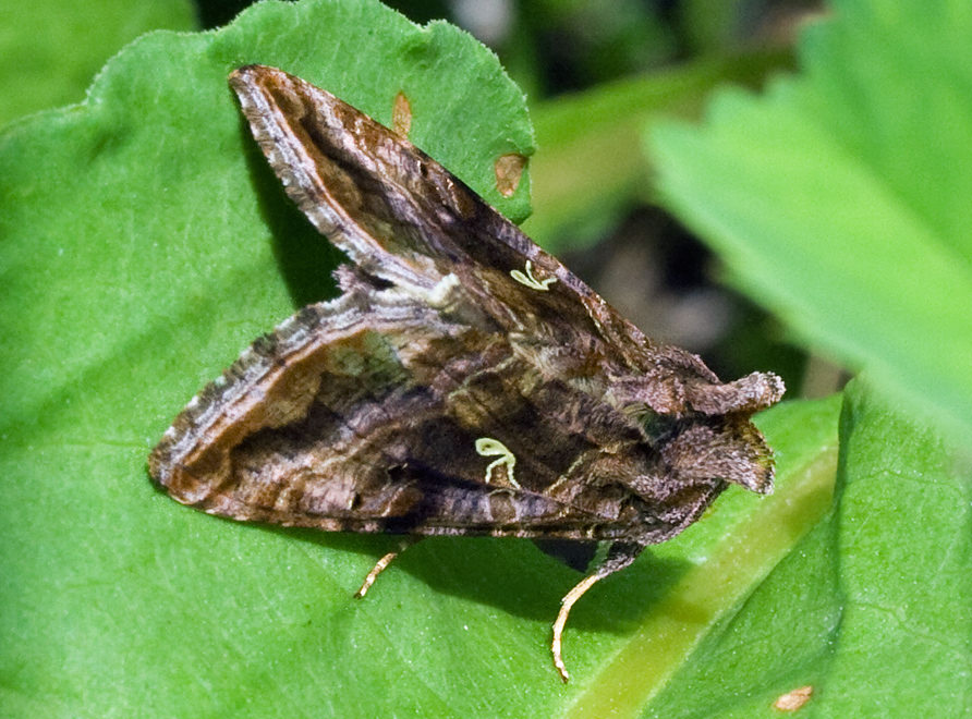   (Autographa buraetica)