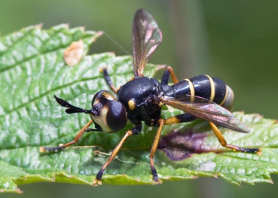   (Conops flavipes)