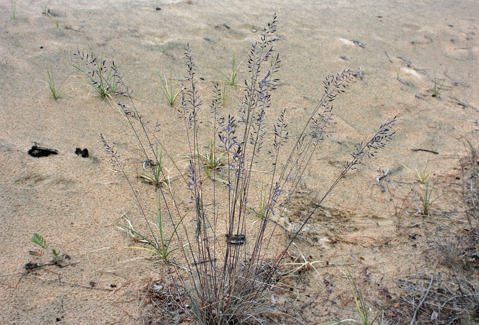   (Festuca ovina)