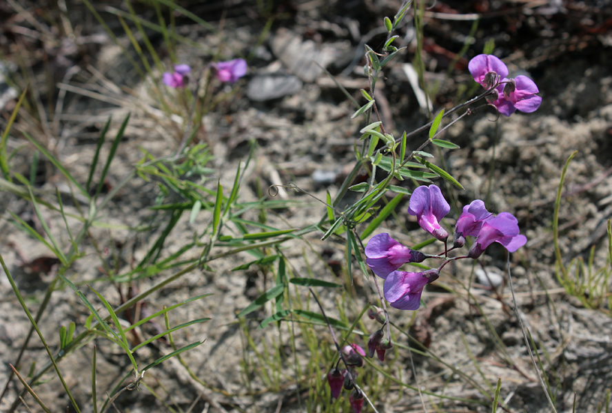   (Lathyrus pilosus)