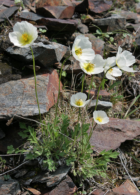   (Papaver udocanicum)