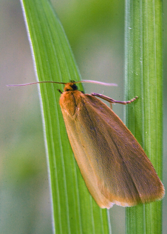 Eilema sp. Eilema sororcula ?