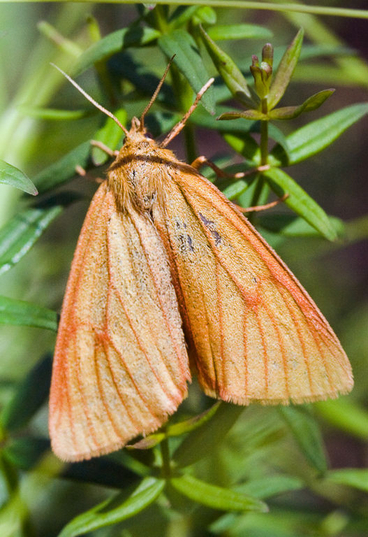   (Diacrisia sannio)