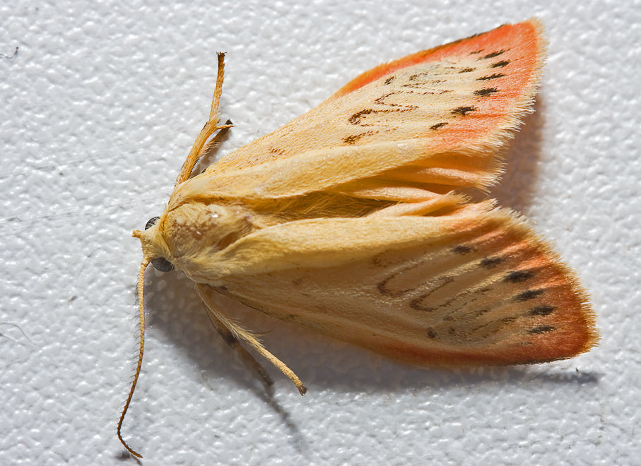   (Miltochrista miniata)