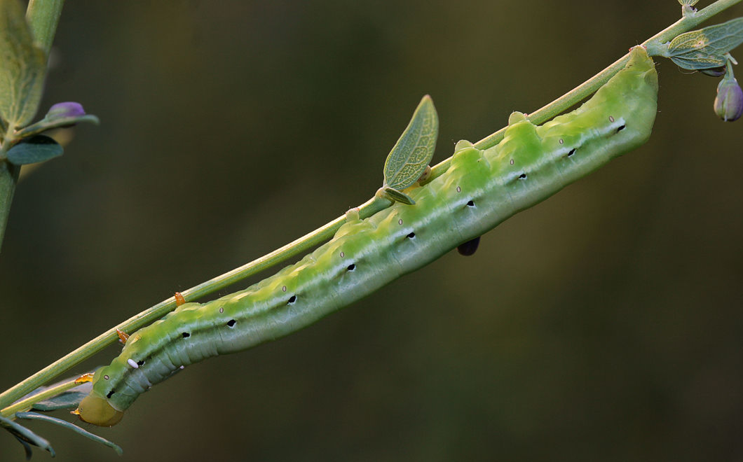    (Calyptra thalictri)