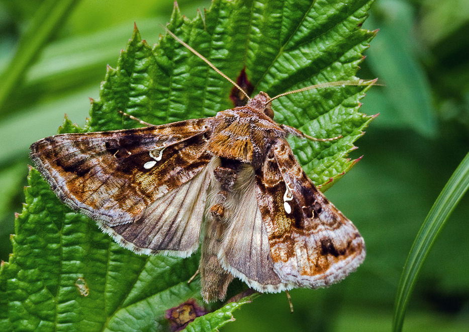   (Autographa buraetica)