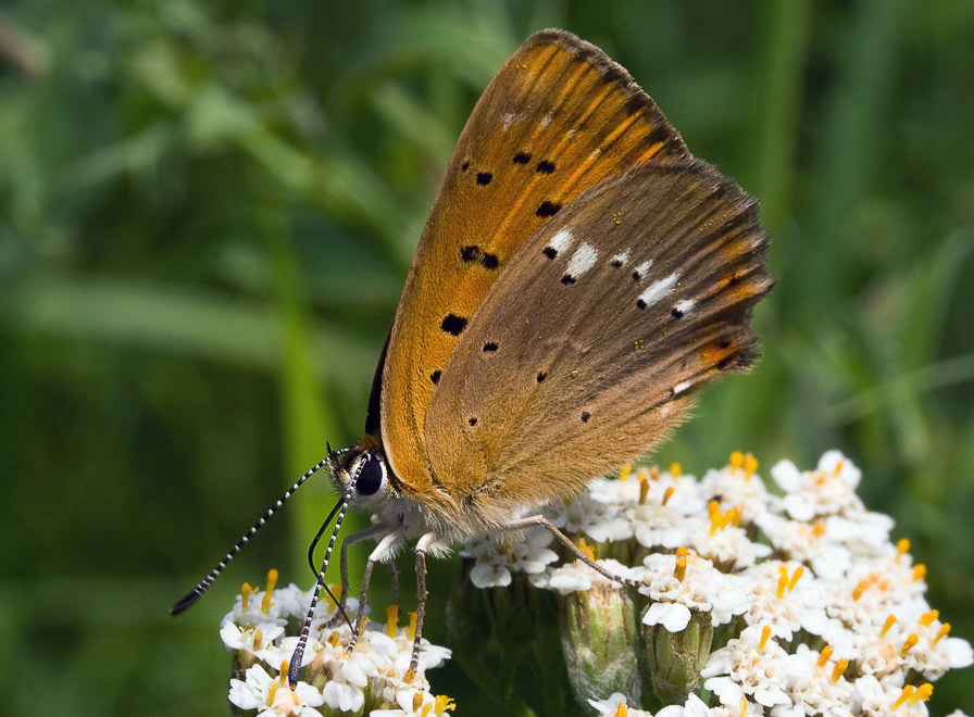   (Heodes virgaureae), 