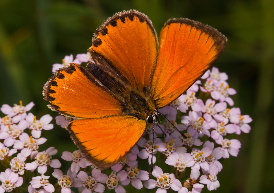   (Heodes virgaureae), 