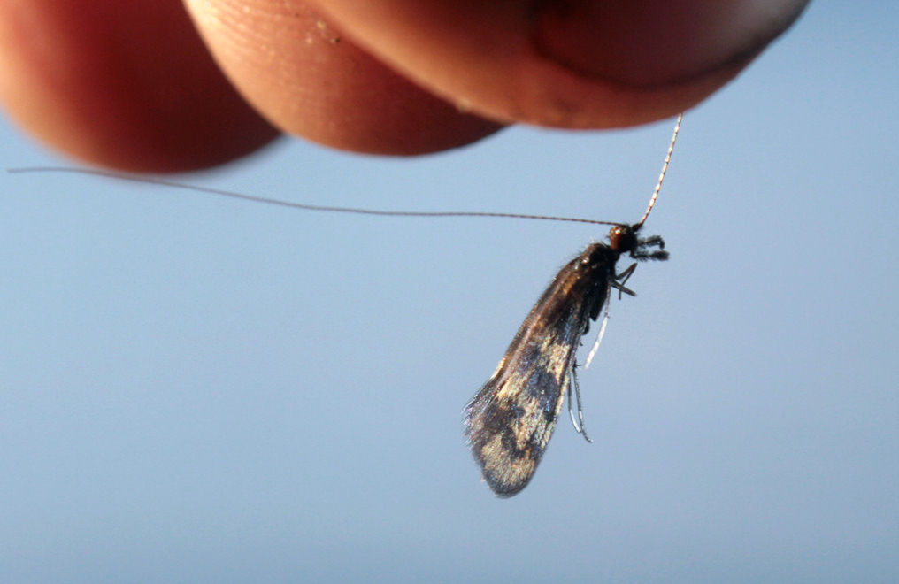  Mystacides longicornis