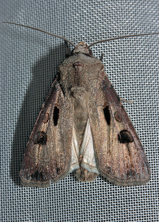   (Agrotis exclamationis)