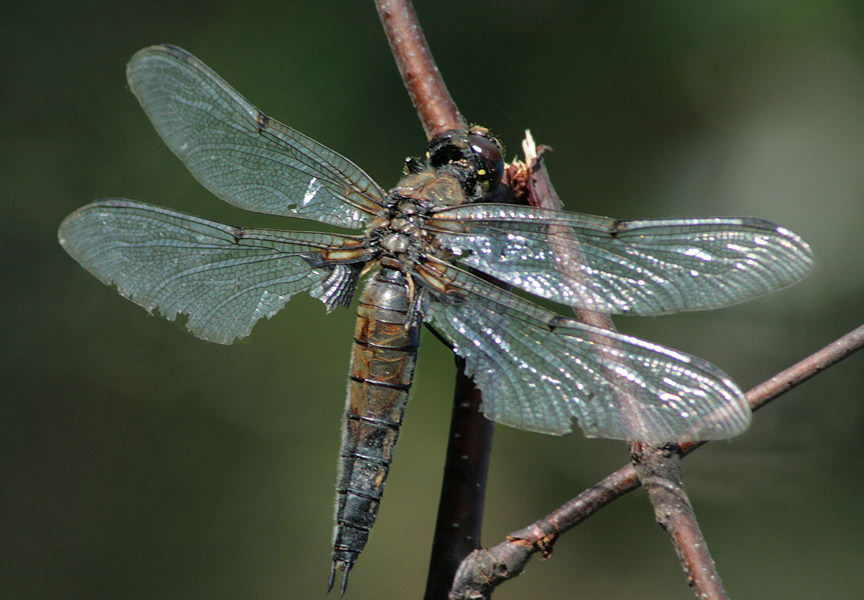   (Libellula quadrimaculata)