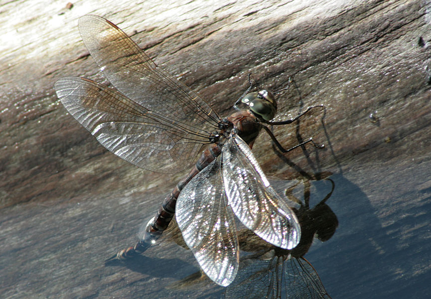   (Aeschna juncea)