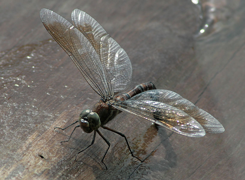   (Aeschna juncea). .