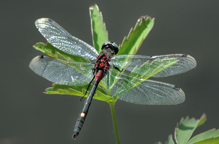 -  (Leucorrhinia intermedia)