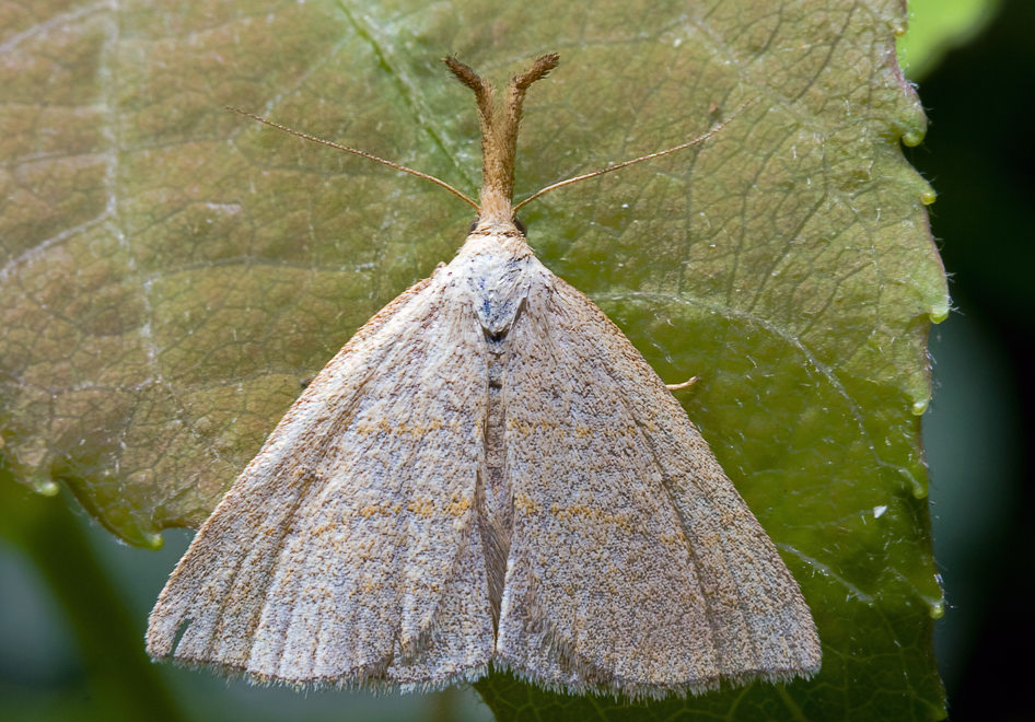 -  (Polypogon tentacularia)