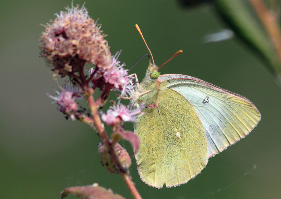   (Colias palaeno)