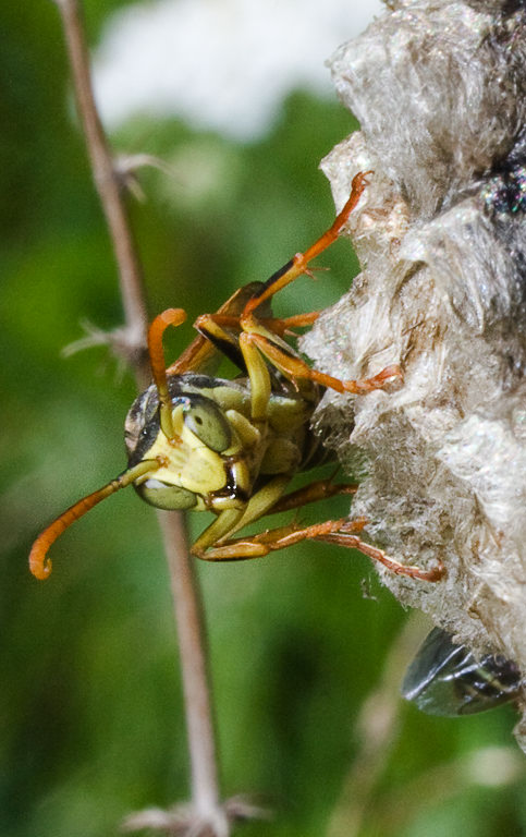   (Polistes riparius)