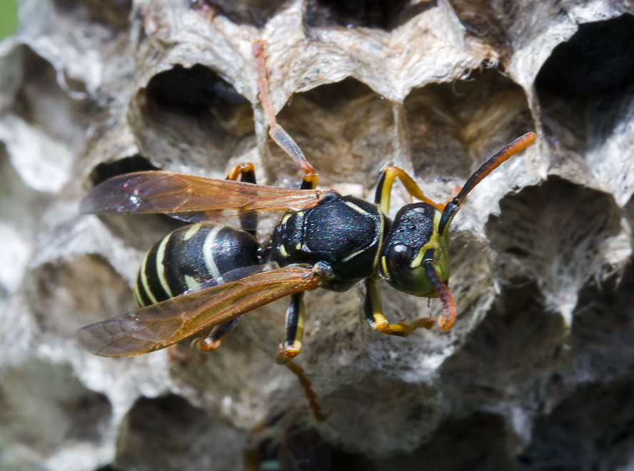   (Polistes riparius)