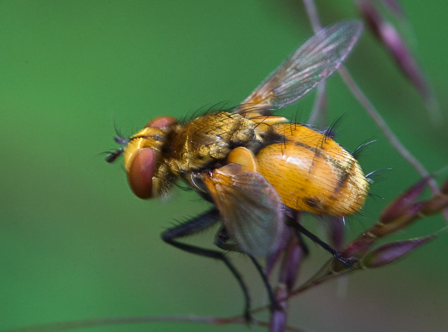 Gymnosoma sp.