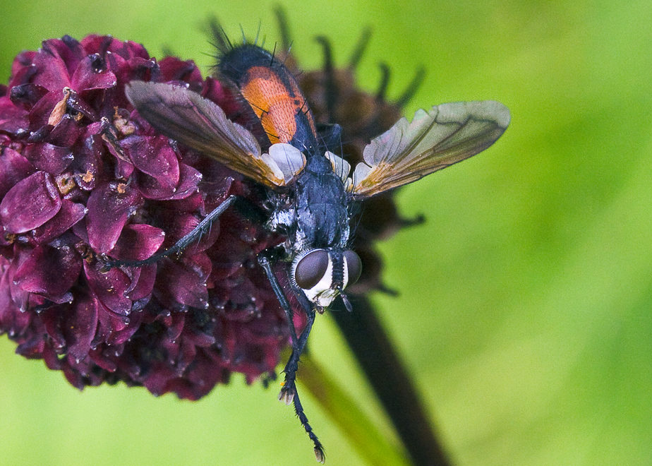  (Cylindromyia sp.)