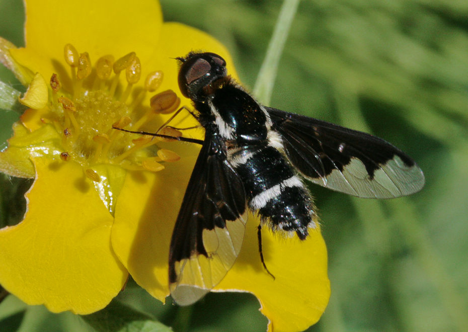   (Hemipenthes maurus)