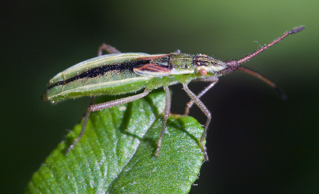   (Myrmus miriformis)