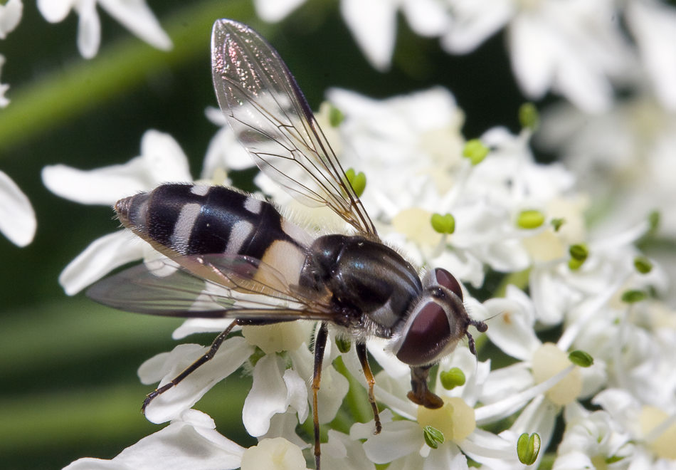    (Leucozona laternaria)